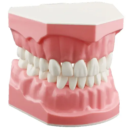 Generic Dental Mouth Model